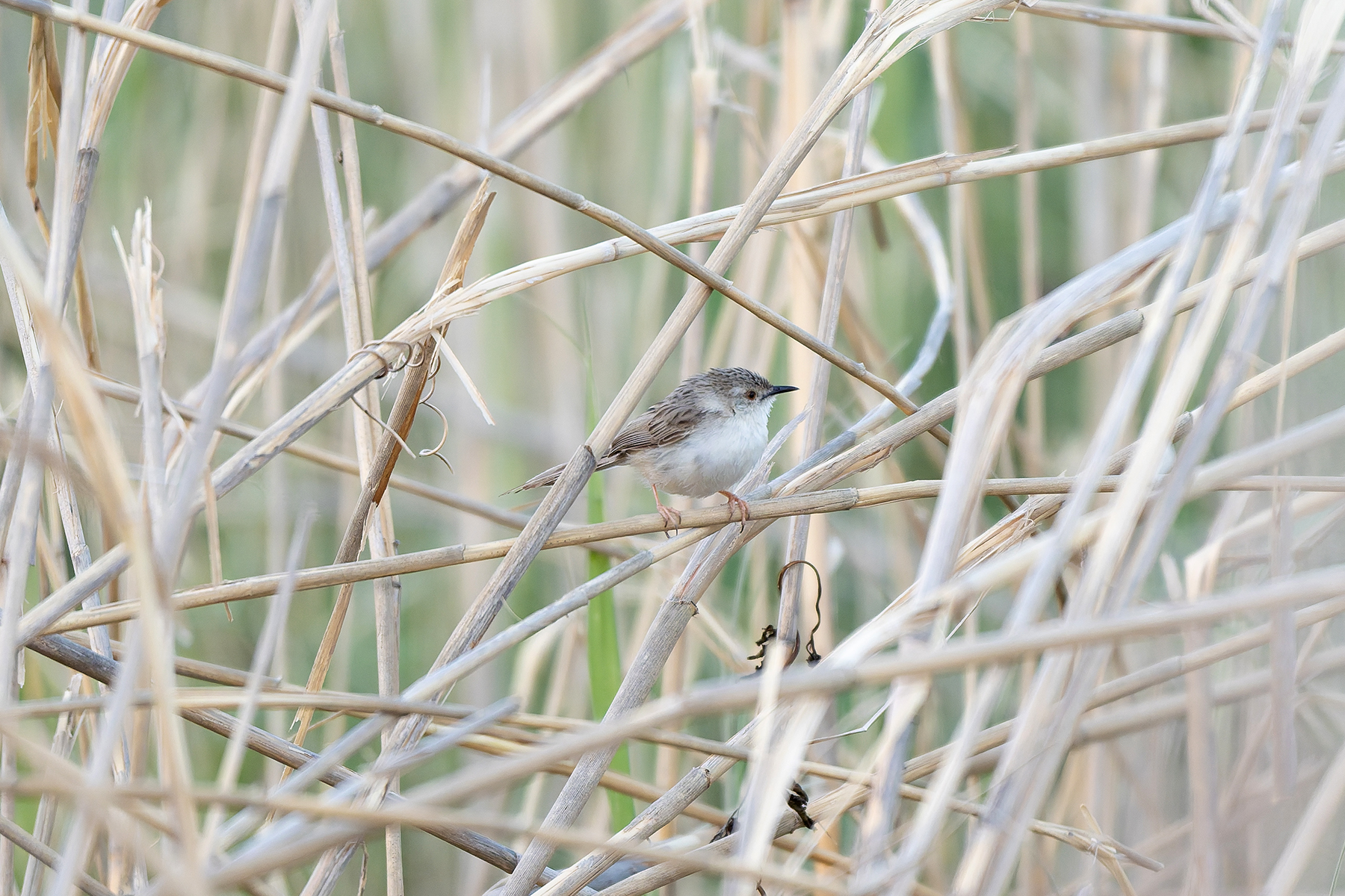 Delicate Prinia (image by Diedert Koppenol)