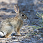 Desert Cottontail (image by Sjoerd Radstaak)