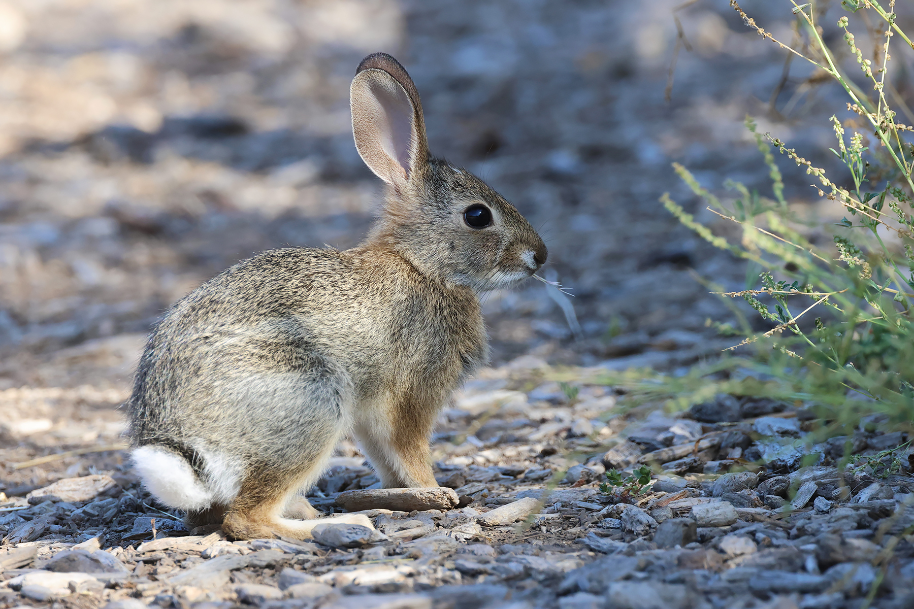 Desert Cottontail (image by Sjoerd Radstaak)