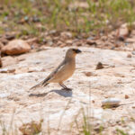 Desert Finch (image by Diedert Koppenol)