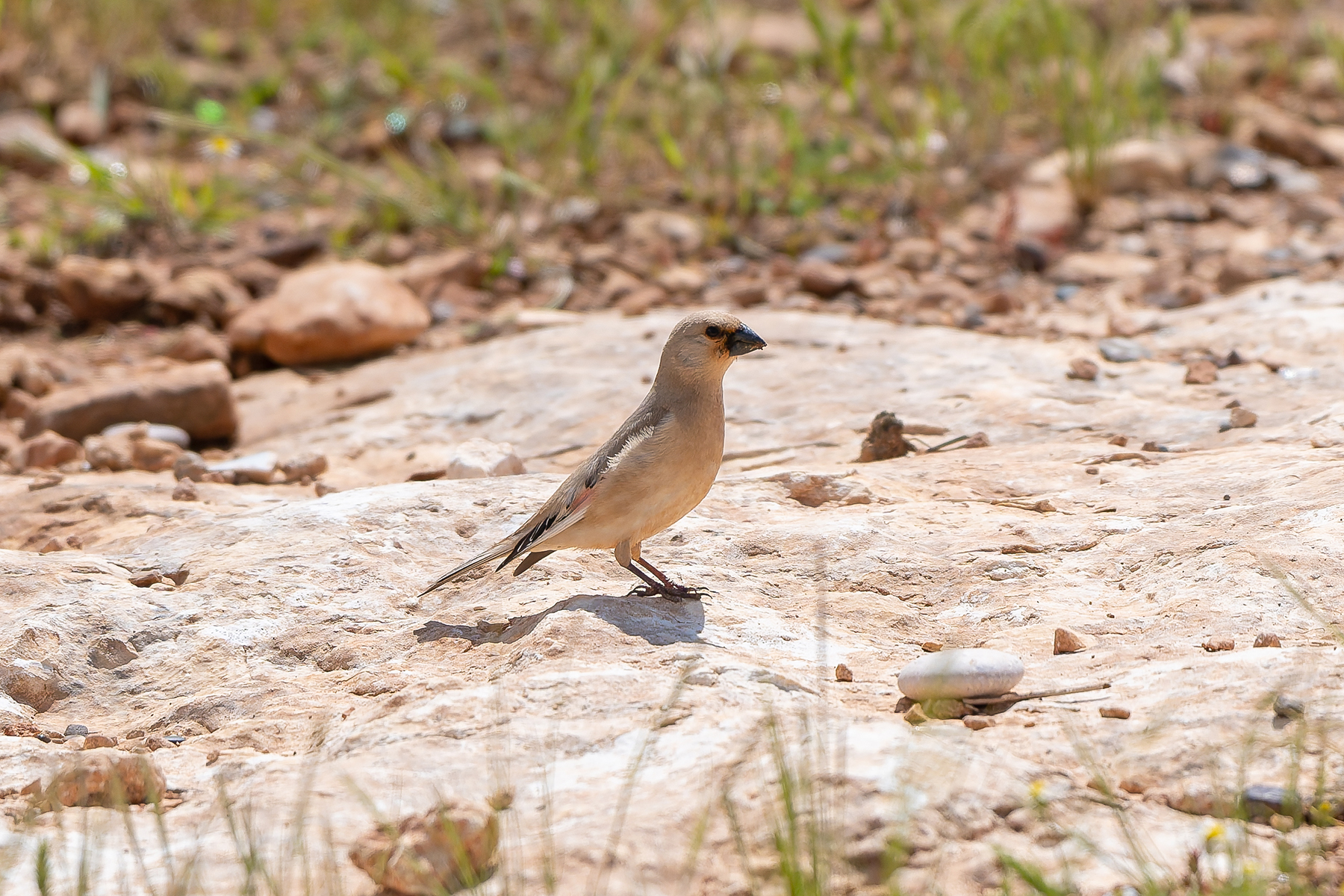 Desert Finch (image by Diedert Koppenol)