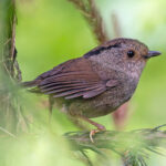Dusky Fulvetta (image by Pete Morris)