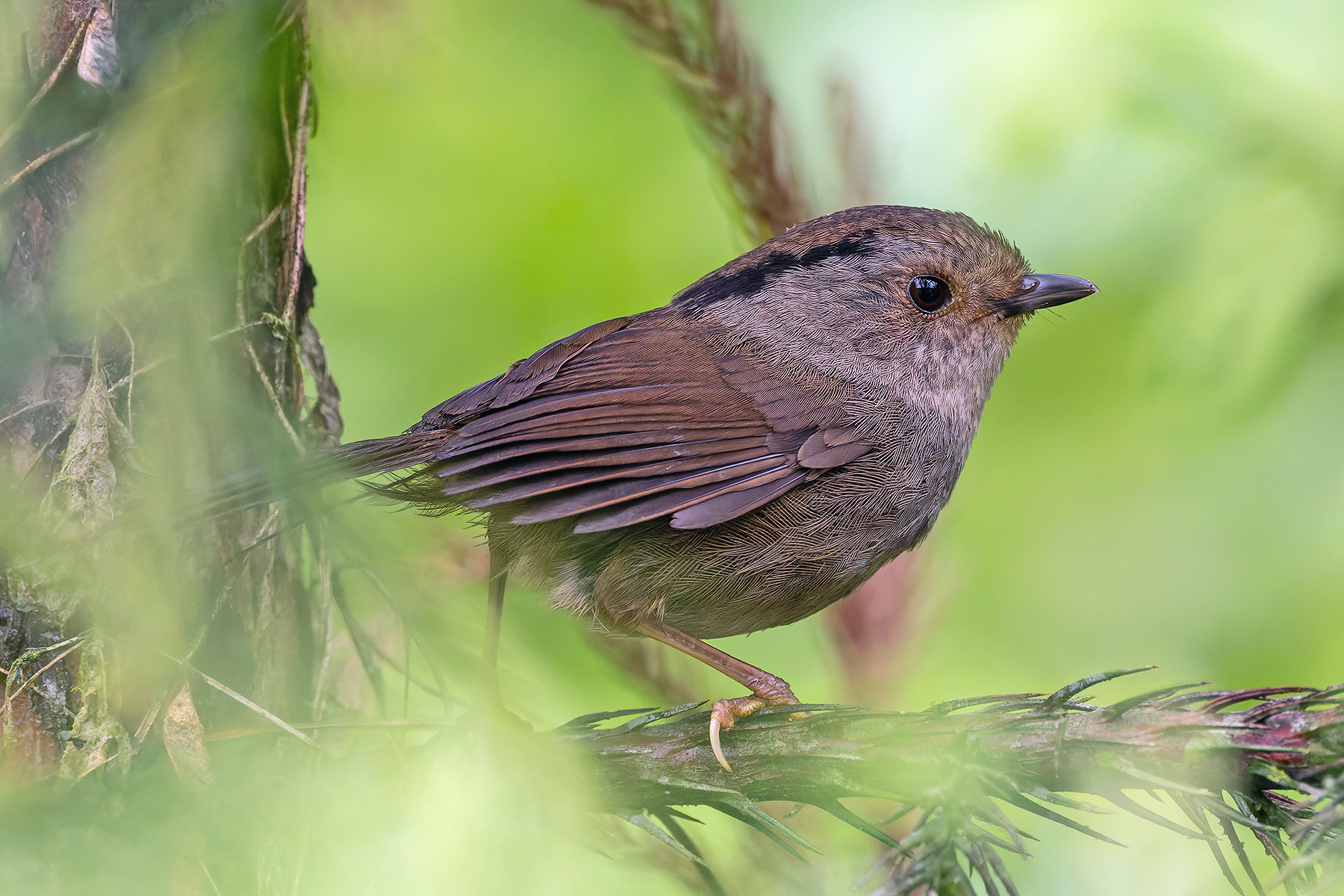 Dusky Fulvetta (image by Pete Morris)