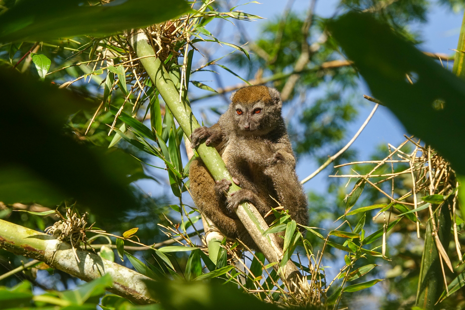 Eastern Bamboo Lemur (image by Matt Eade)