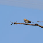 Eastern Bonelli's Warbler (image by Diedert Koppenol)