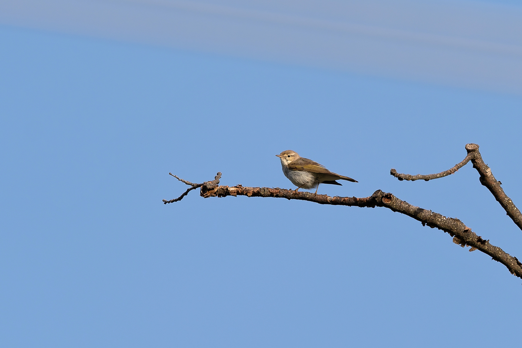 Eastern Bonelli's Warbler (image by Diedert Koppenol)