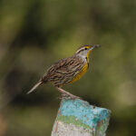 Eastern Meadowlark (image by Leo Garrigues)