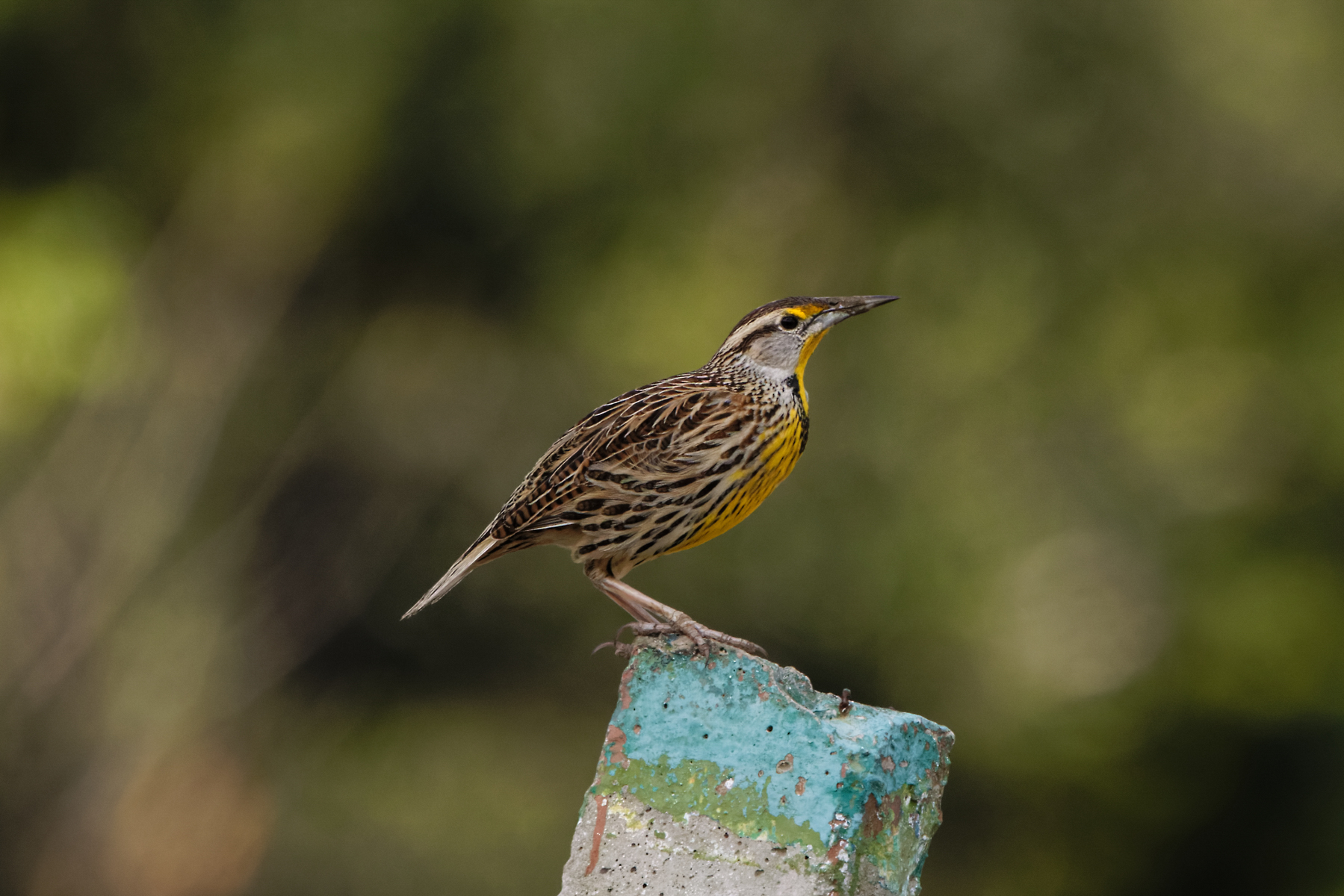 Eastern Meadowlark (image by Leo Garrigues)