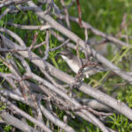 Eastern Orphean Warbler (image by Diedert Koppenol)