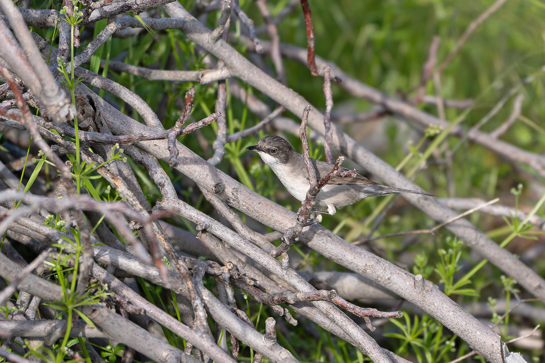 Eastern Orphean Warbler (image by Diedert Koppenol)