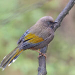 Elliot's Laughingthrush (image by Pete Morris)