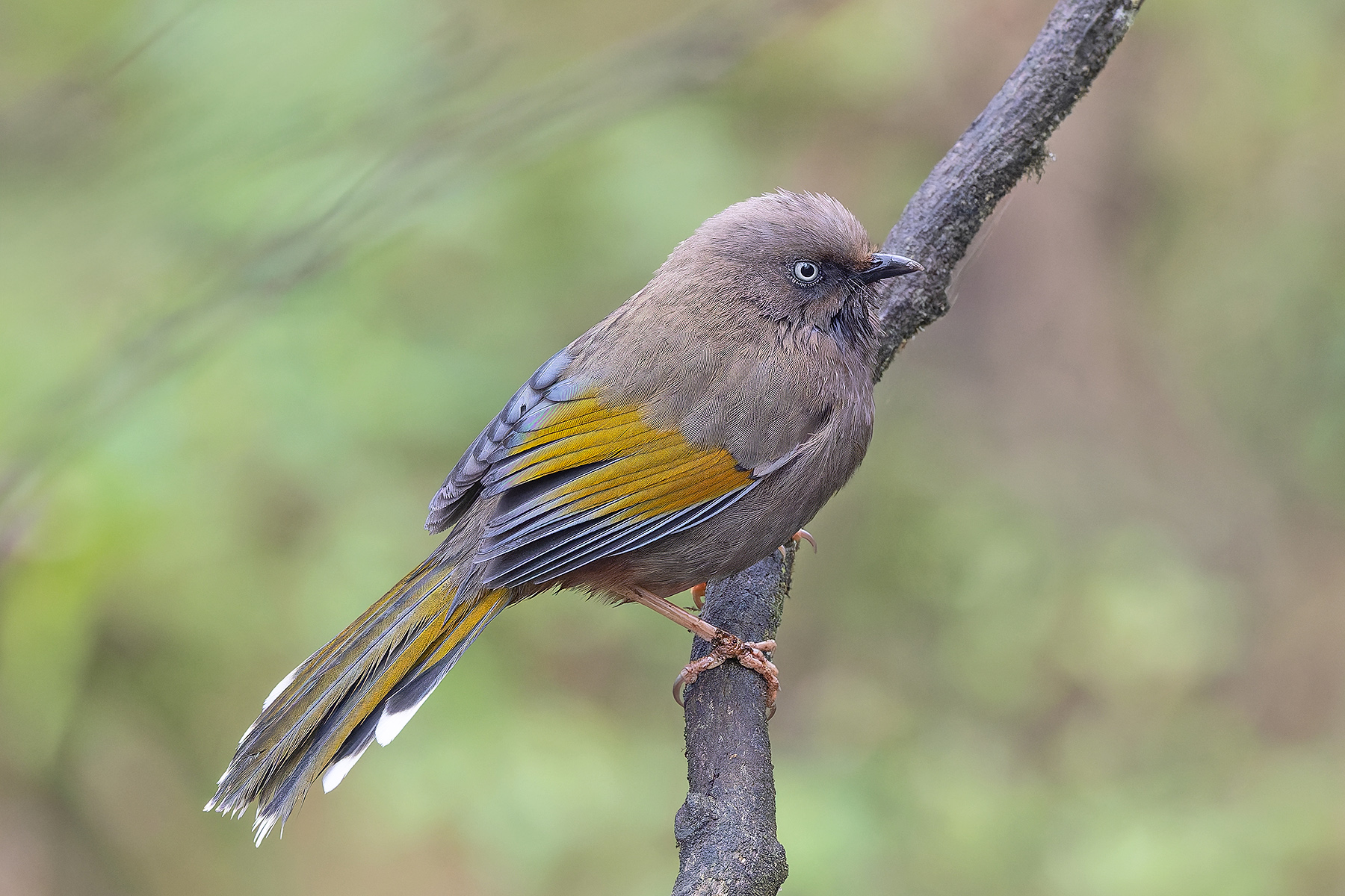 Elliot's Laughingthrush (image by Pete Morris)