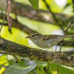 Emei Leaf Warbler (image by Pete Morris)