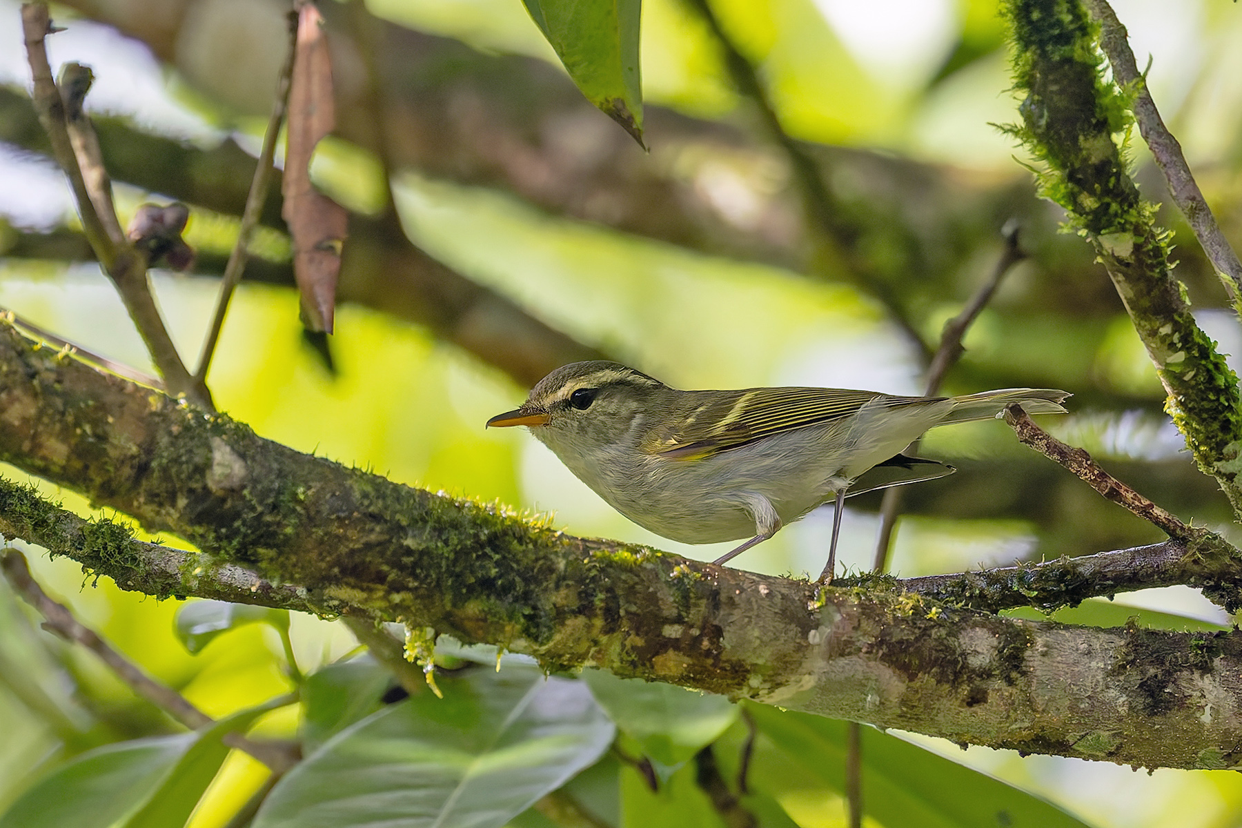 Emei Leaf Warbler (image by Pete Morris)