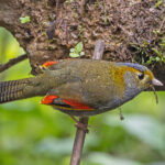 Emei Liocichla (image by Pete Morris)