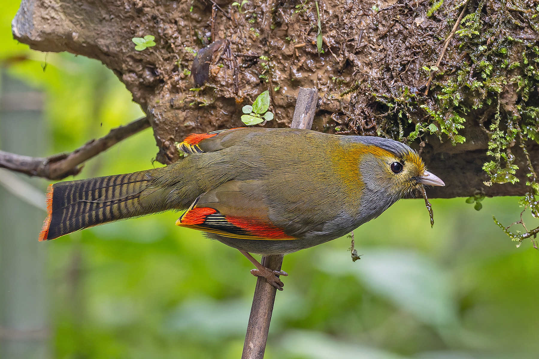 Emei Liocichla (image by Pete Morris)