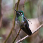 Emerald-chinned Hummingbird (image by Leo Garrigues)