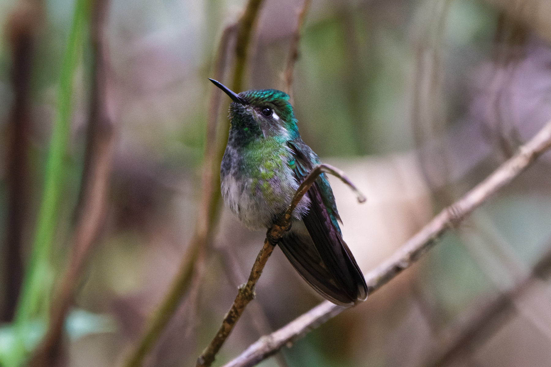 Emerald-chinned Hummingbird (image by Leo Garrigues)