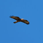 European Honey Buzzard (image by Diedert Koppenol)