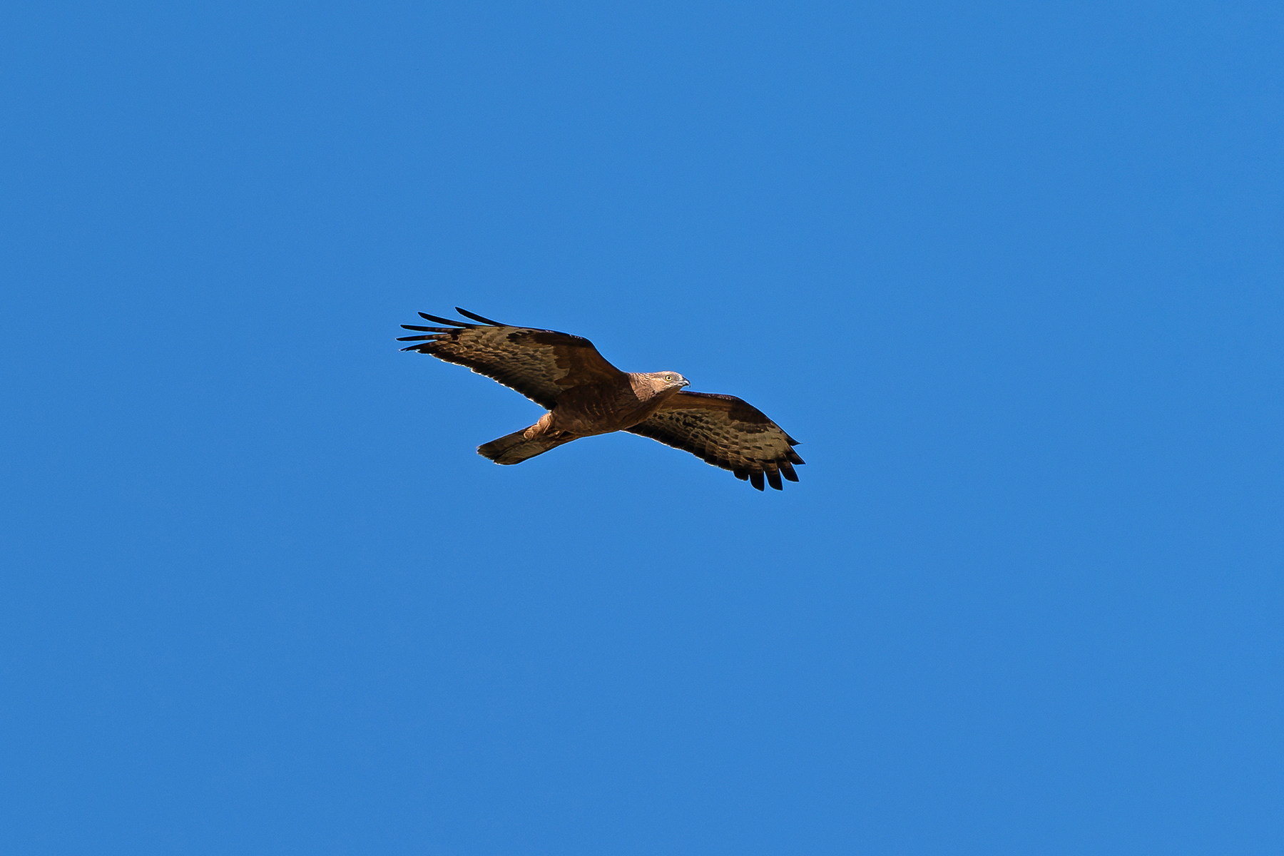 European Honey Buzzard (image by Diedert Koppenol)