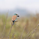 European Roller (image by Diedert Koppenol)