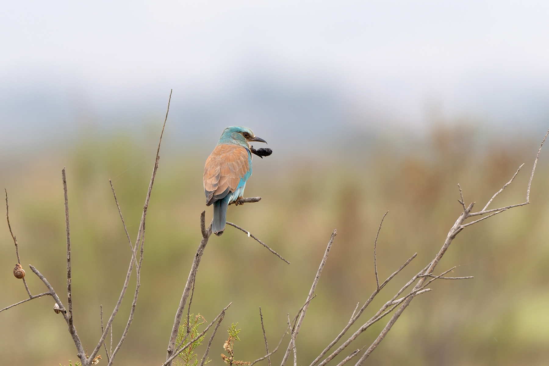 European Roller (image by Diedert Koppenol)