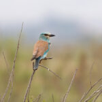 European Roller (image by Diedert Koppenol)