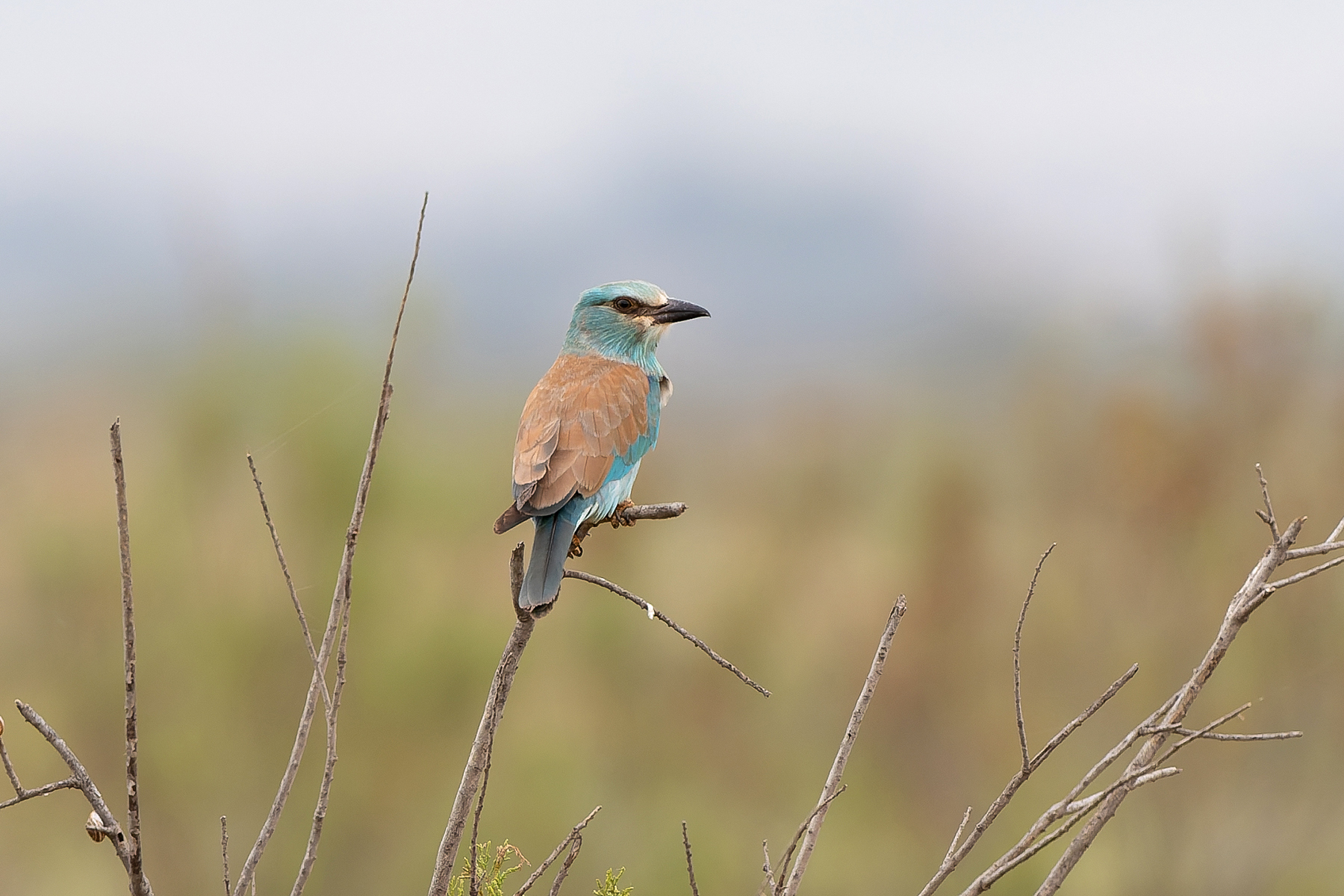 European Roller (image by Diedert Koppenol)