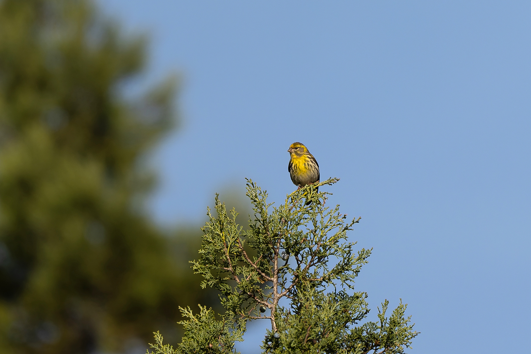 European Serin (image by Diedert Koppenol)