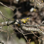 European Serin (image by Diedert Koppenol)