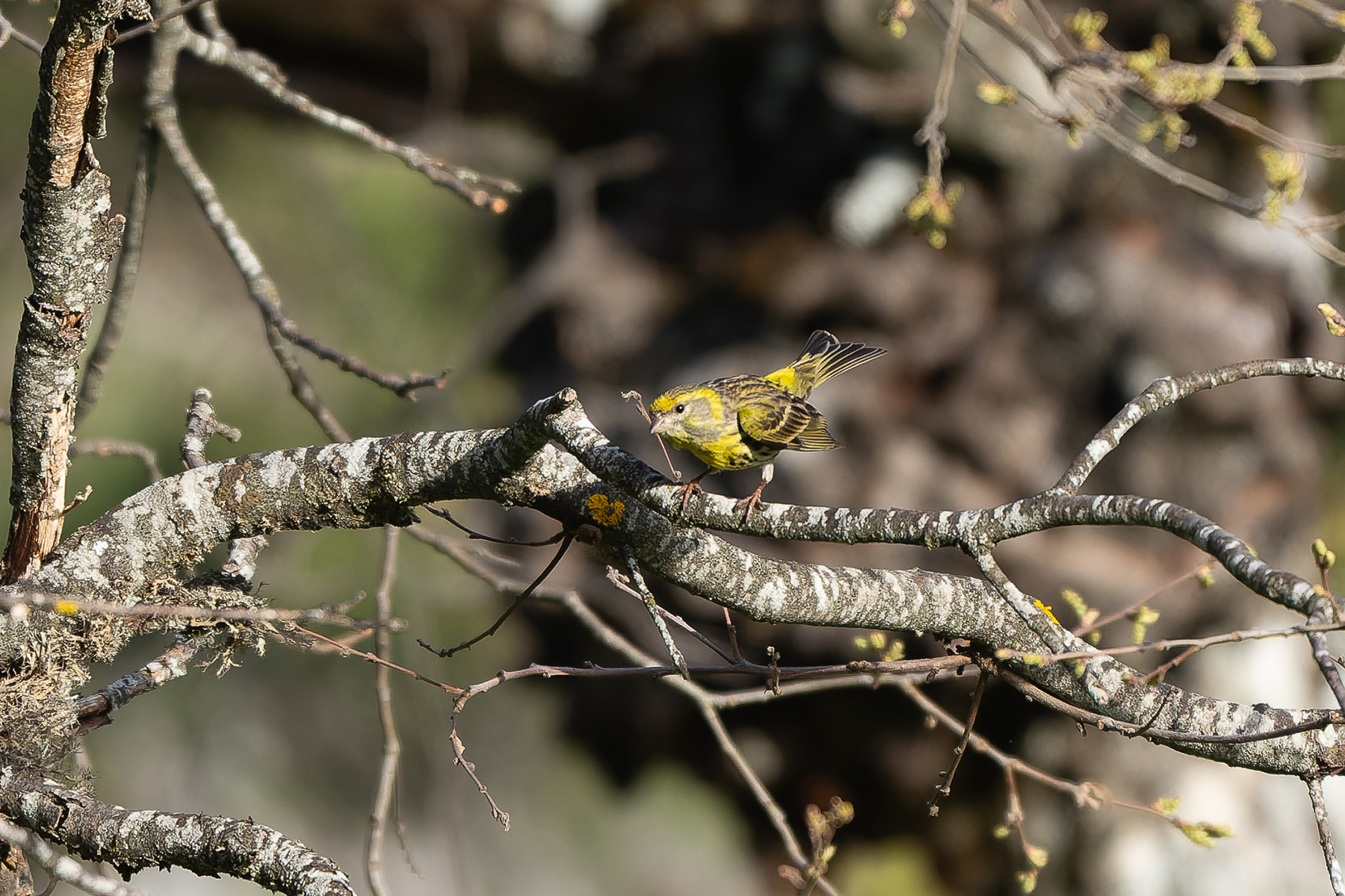 European Serin (image by Diedert Koppenol)