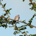 European Turtle Dove (image by Diedert Koppenol)
