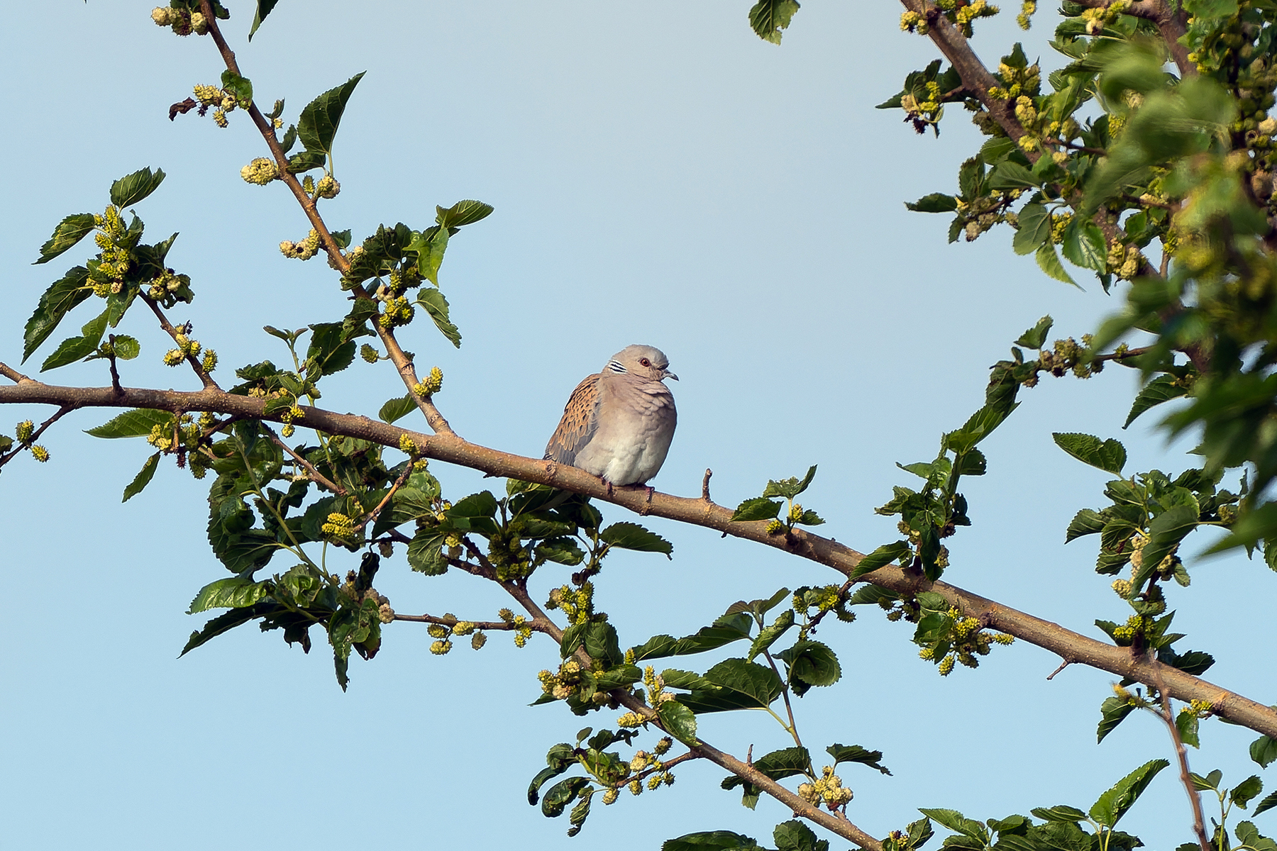 European Turtle Dove (image by Diedert Koppenol)