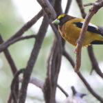 Evening Grosbeak (image by Sjoerd Radstaak)