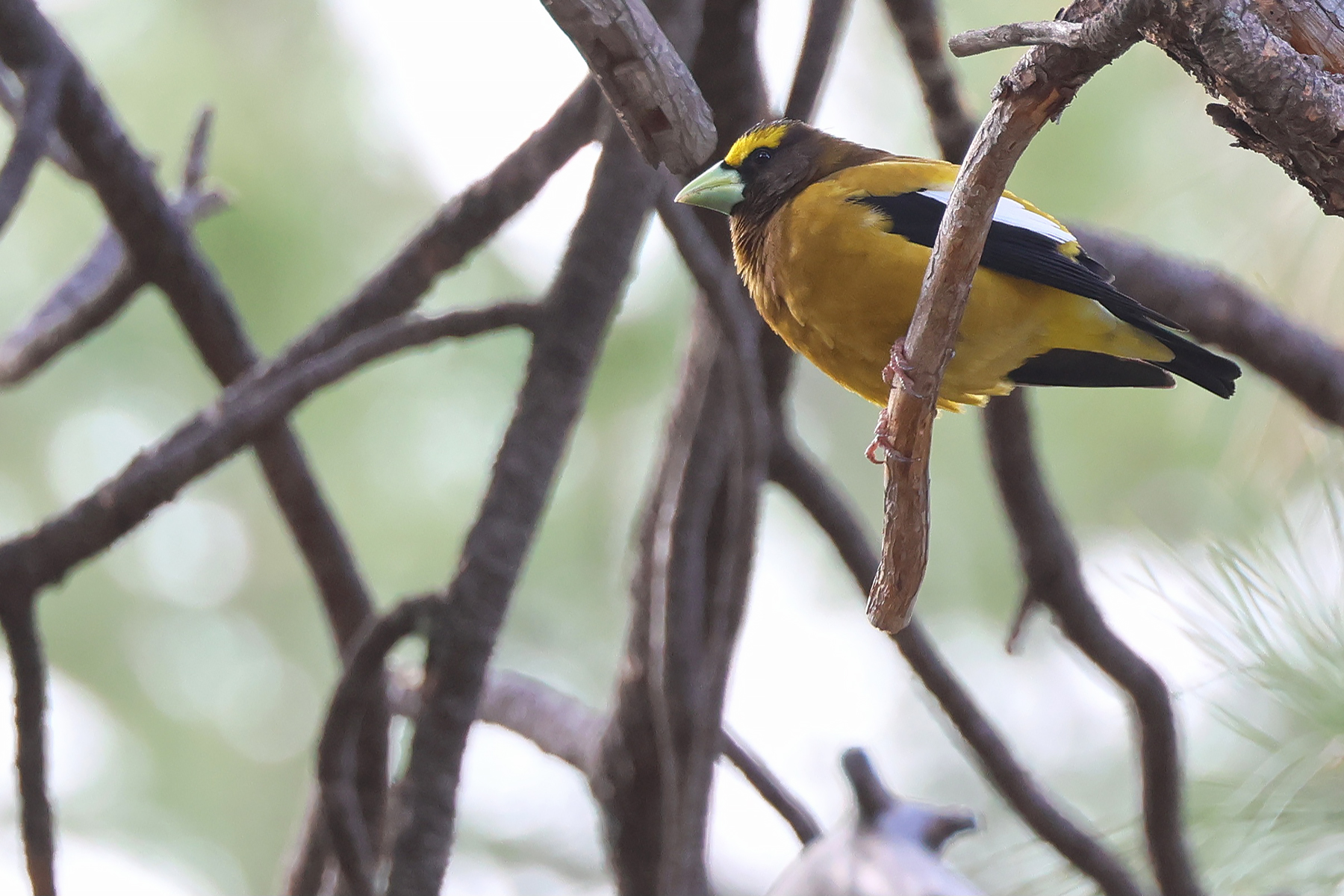 Evening Grosbeak (image by Sjoerd Radstaak)