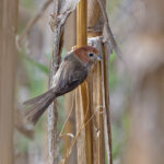 Eye-ringed Parrotbill (image by Pete Morris)