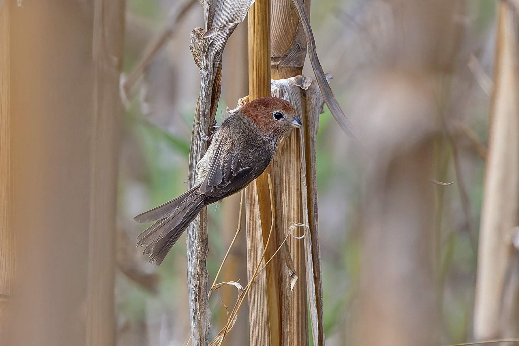 Eye-ringed Parrotbill (image by Pete Morris)