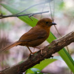 Red-throated Ant Tanager (image by Leo Garrigues)