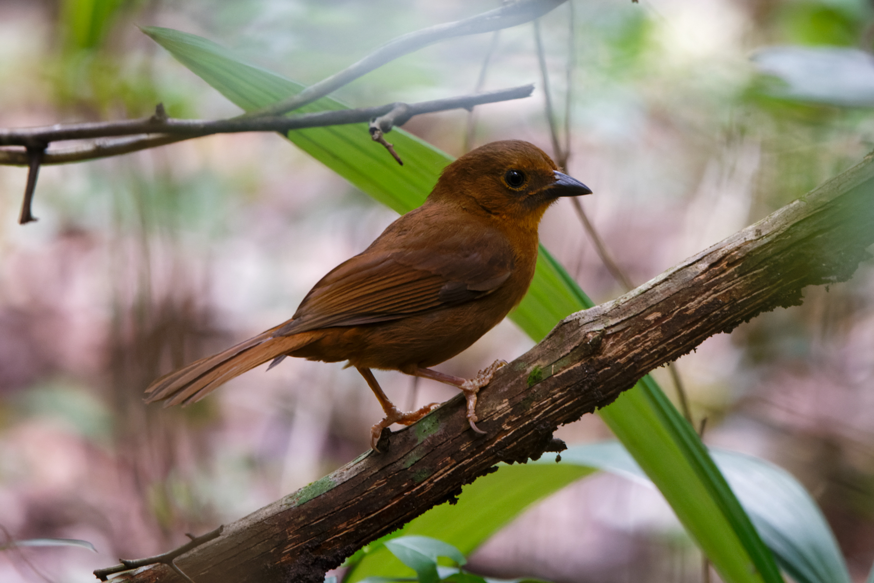 Red-throated Ant Tanager (image by Leo Garrigues)