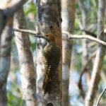 Fernandina's Flicker (image by Leo Garrigues)