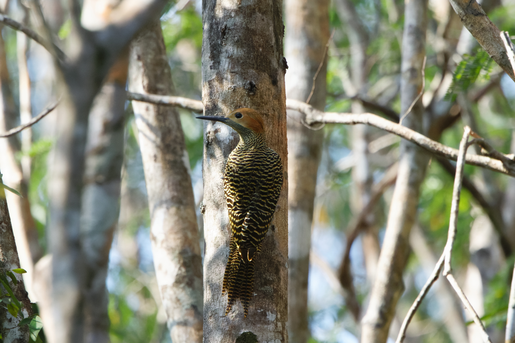 Fernandina's Flicker (image by Leo Garrigues)