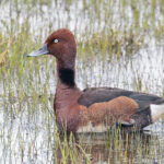 Ferruginous Duck (image by Pete Morris)