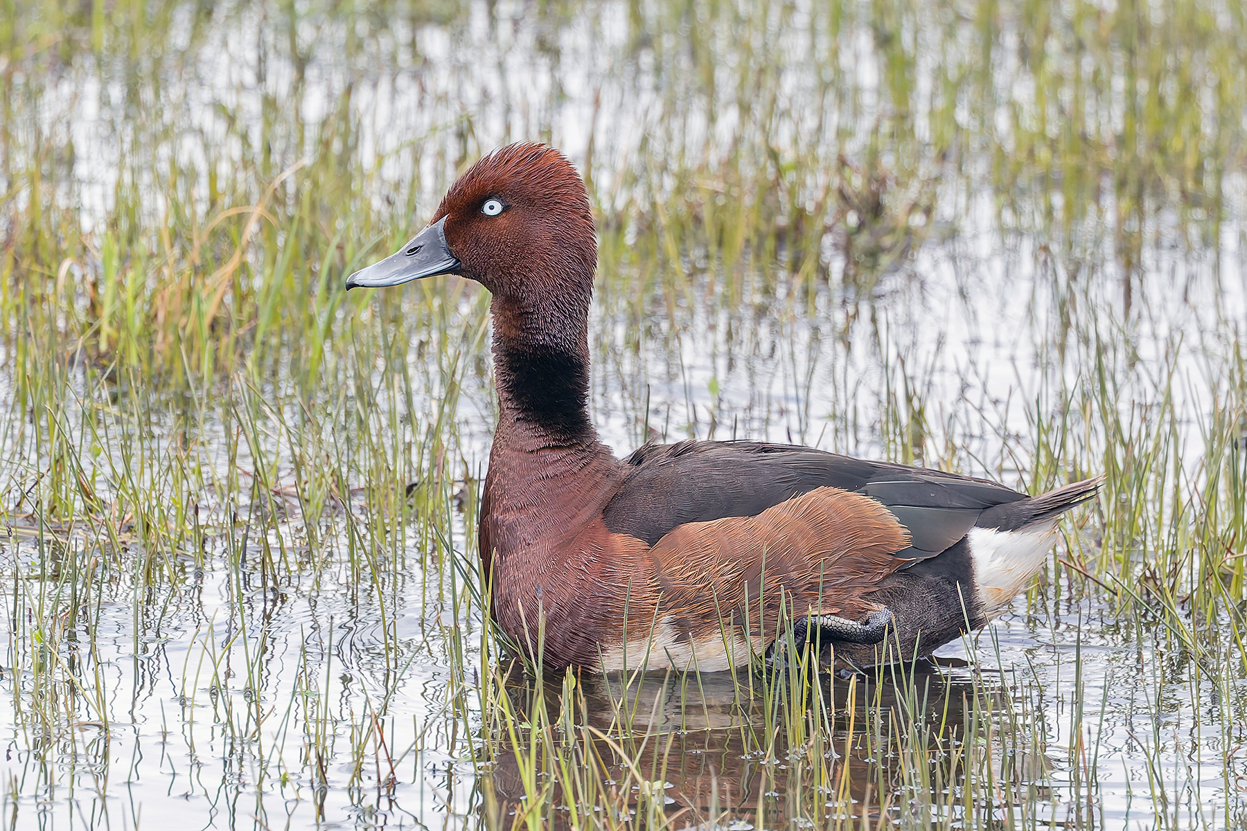 Ferruginous Duck (image by Pete Morris)