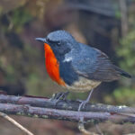 Firethroat (image by Pete Morris)