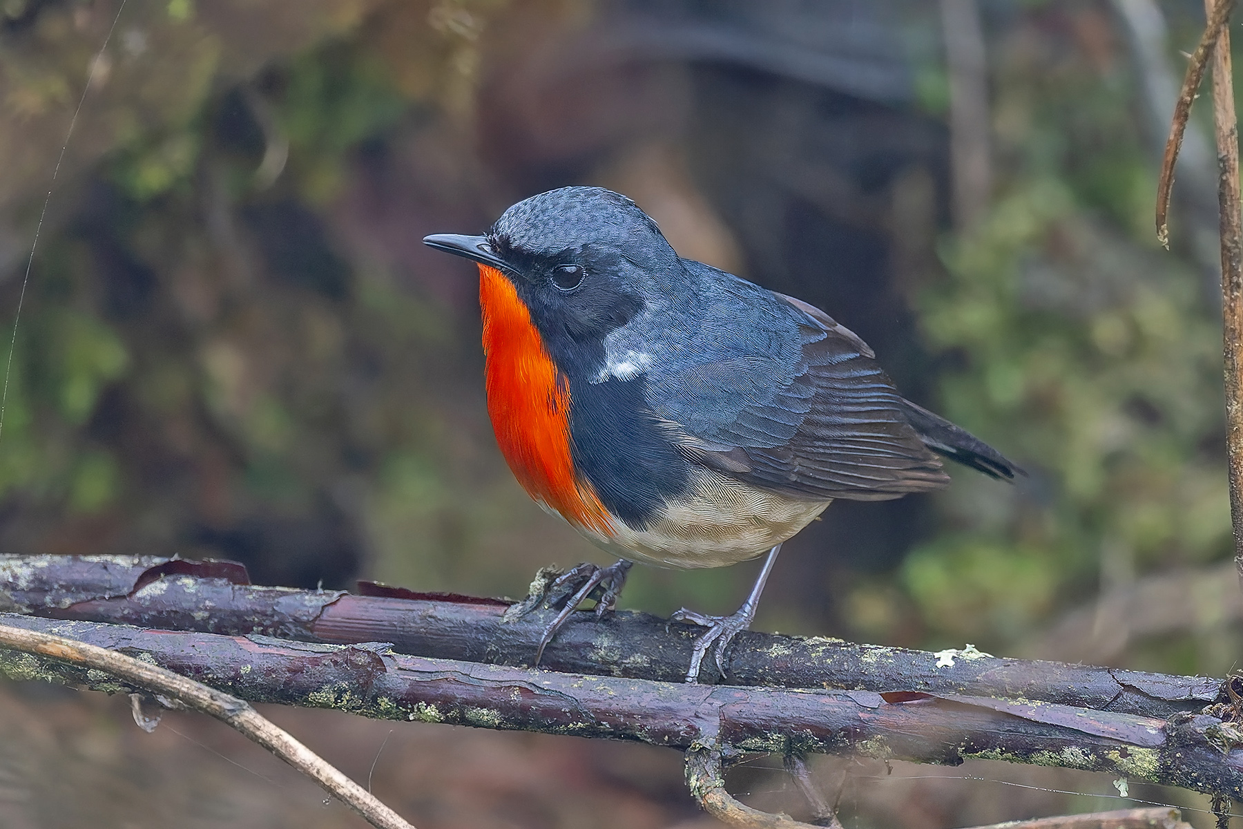 Firethroat (image by Pete Morris)