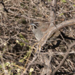 Five-striped Sparrow (image by Mike Watson)