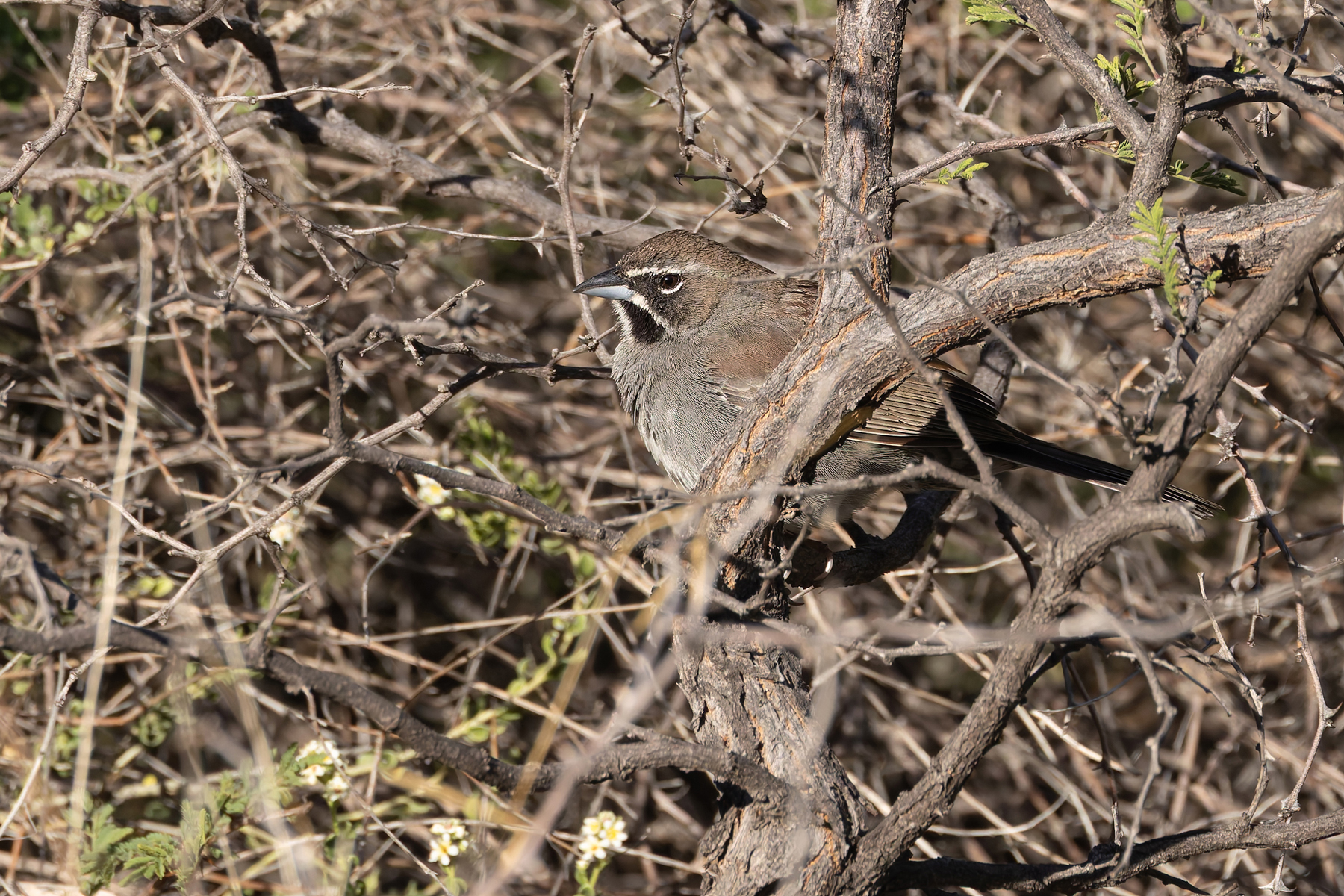 Five-striped Sparrow (image by Mike Watson)