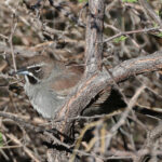 Five-striped Sparrow (image by Sjoerd Radstaak)