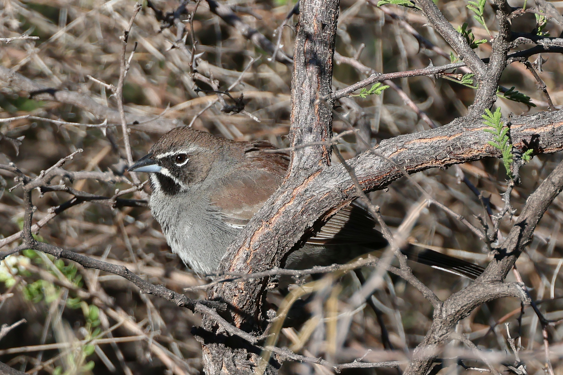 Five-striped Sparrow (image by Sjoerd Radstaak)