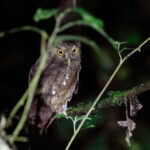 Foothill Screech Owl (image by Antonio Cortizo)
